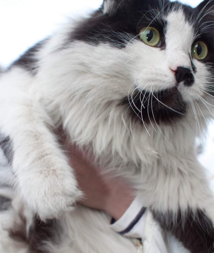 Найден черно-белый пушистый кот | ЗОО-38